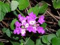 Lantana montevidensis